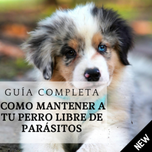 cada cuanto tengo que desparasitar a mi perro