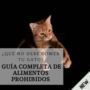 que comida no puede comer mi gato