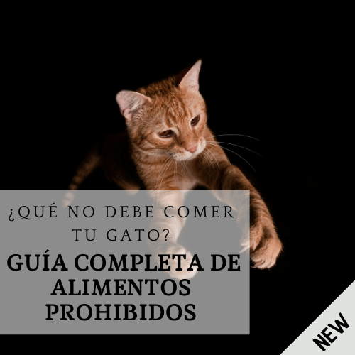 que comida no puede comer mi gato