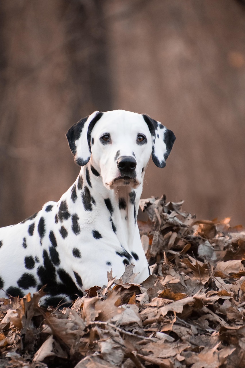 dalmatian, nature, dog, animal, spotted, pet, fall, leaves, heap