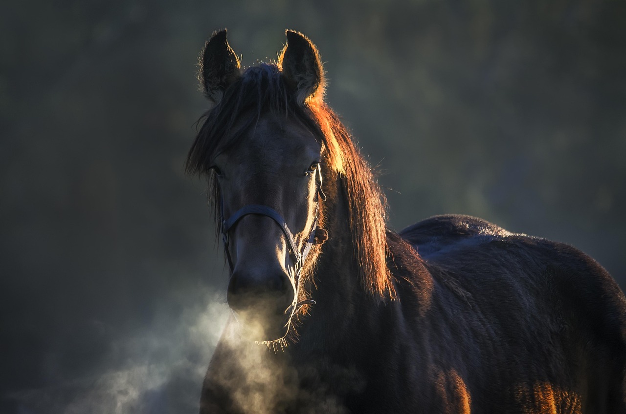 horse, nature, animal, animals, outdoors, mammal, moons, belgian, eyes