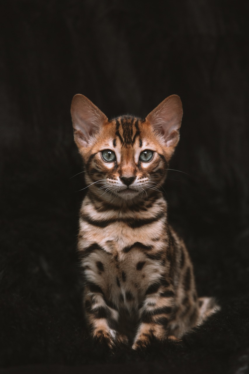 cat, kitten, feline, pet, domestic cat, animal, nature, black wallpaper, black