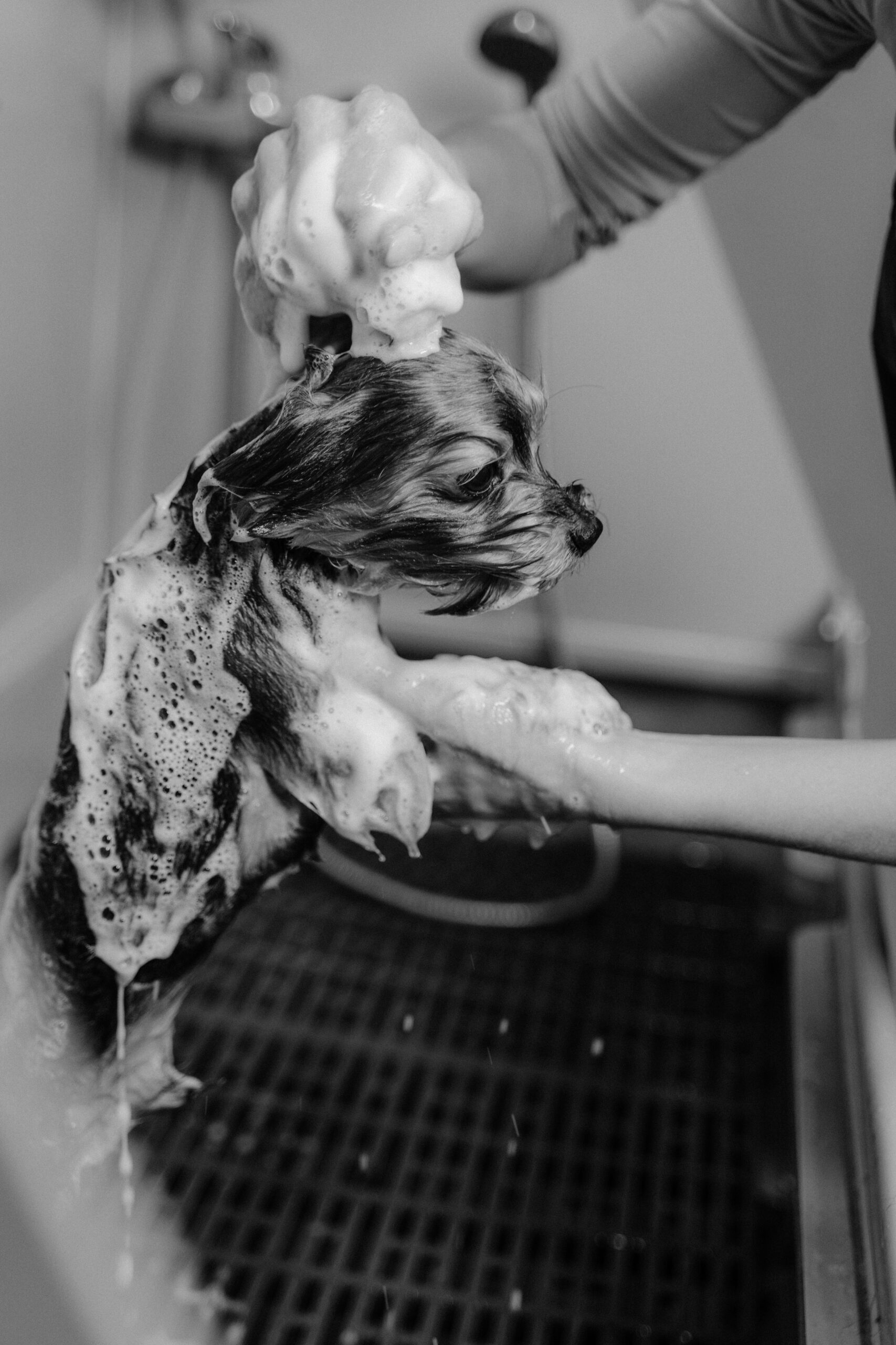 Cute puppy being gently bathed in a sink, showcasing tender care and grooming.